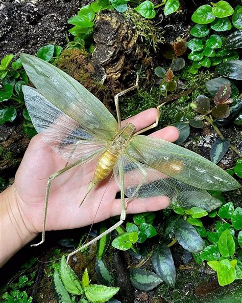 giant malaysian katydid|Arachnacris corporalis